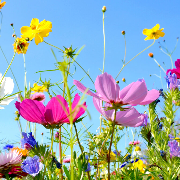 blomster eng